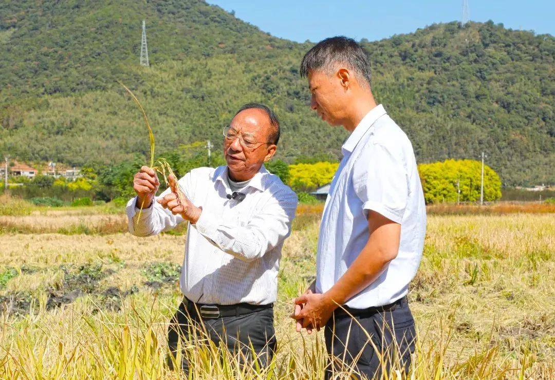 半岛官方体育怎么用品牌策略撬动一个种类赋能稻米物业——给院士种类“福香占”提思绪(图2)